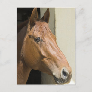 American Quarter Horse Postcard