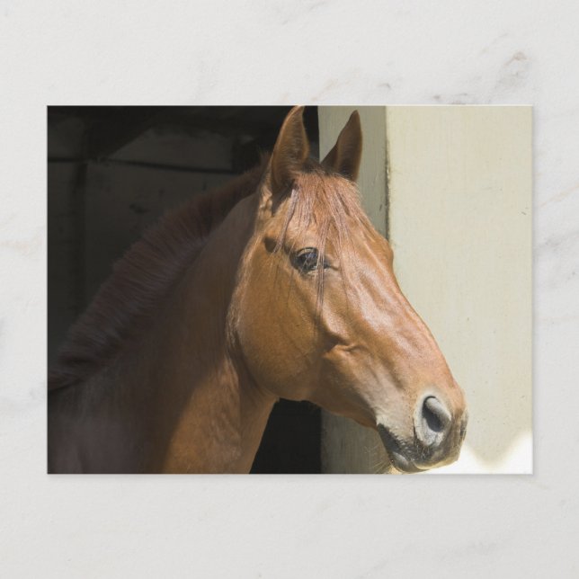 American Quarter Horse Postcard (Front)