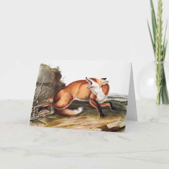 American Red Fox (Vulpes Fulvus) Illustration Card (Front)