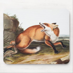American Red Fox (Vulpes Fulvus) Illustration Mouse Pad