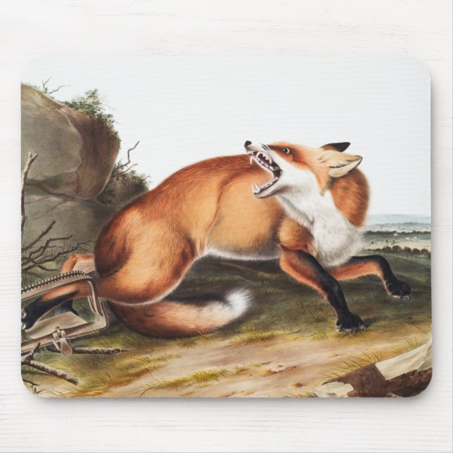 American Red Fox (Vulpes Fulvus) Illustration Mouse Pad (Front)