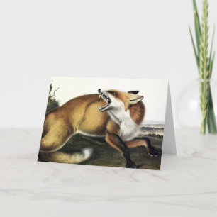American Red Fox, Vulpes vulpes fulvus by Audubon Card
