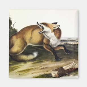 American Red Fox, Vulpes vulpes fulvus by Audubon Magnet
