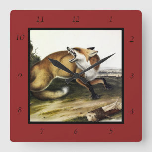 American Red Fox, Vulpes vulpes fulvus by Audubon Square Wall Clock