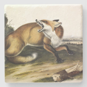 American Red Fox, Vulpes vulpes fulvus by Audubon Stone Coaster