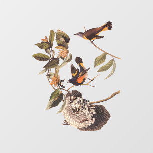 American Redstart Audubon Birds and Wasp Nest