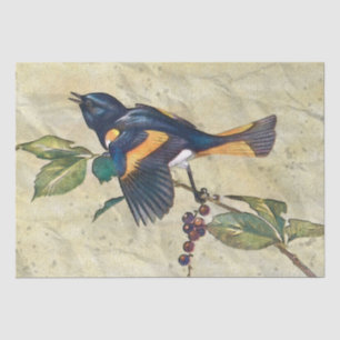 American Redstart Bird Decoupage Tissue Paper