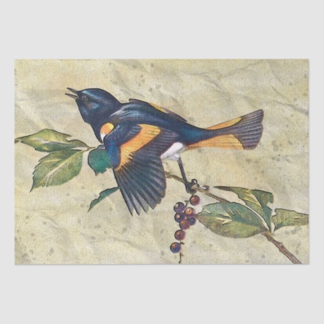 American Redstart Bird Decoupage Tissue Paper (Front)