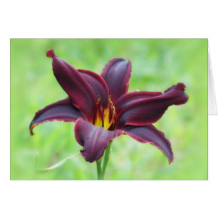 American Revolution Daylily