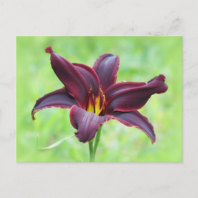 American Revolution Daylily Postcard (Front)