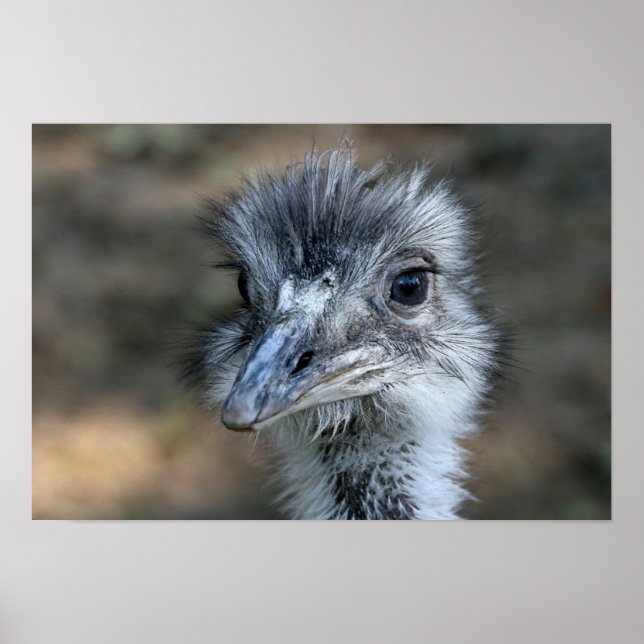 American Rhea Portrait Poster (Front)