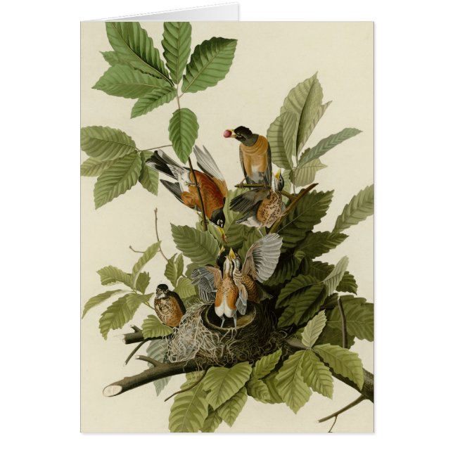 American Robin (Front)