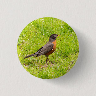American Robin 3 Cm Round Badge