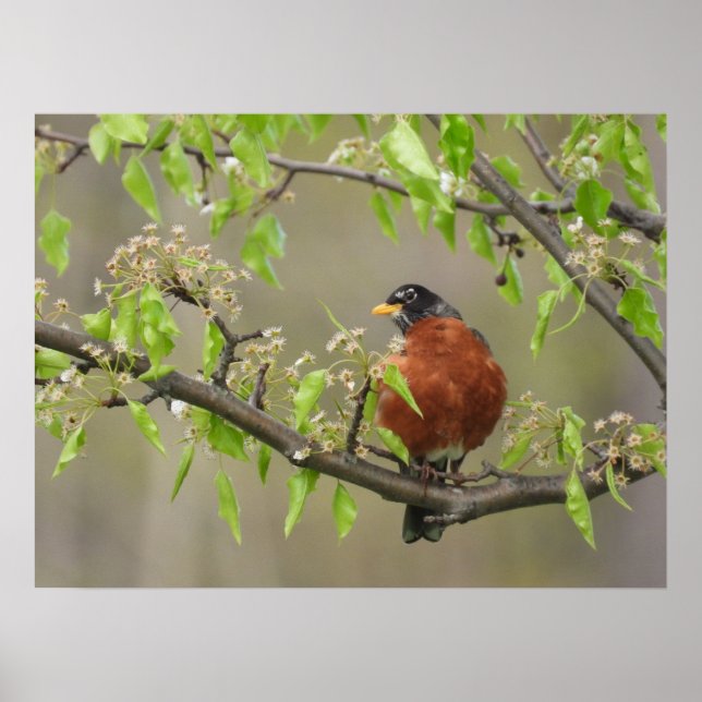 American Robin and Spring Blossoms Poster (Front)