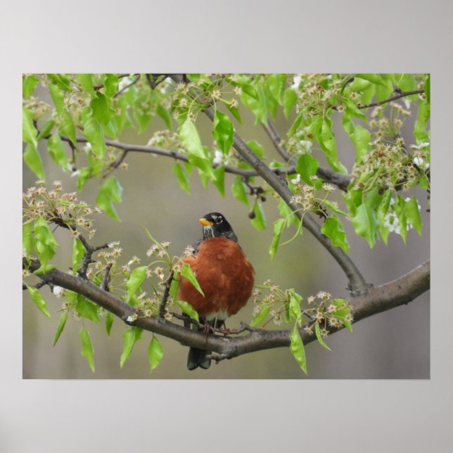 American Robin and Spring Blossoms Poster (Front)