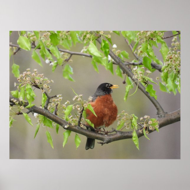 American Robin and Spring Blossoms Poster (Front)