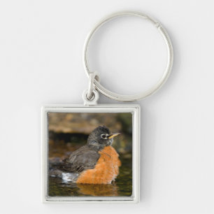 American Robin bathing 2 Key Ring