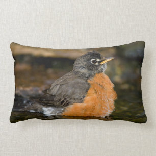 American Robin bathing 2 Lumbar Cushion