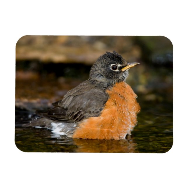 American Robin bathing 2 Magnet (Horizontal)
