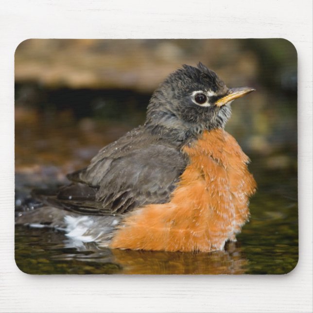 American Robin bathing 2 Mouse Pad (Front)