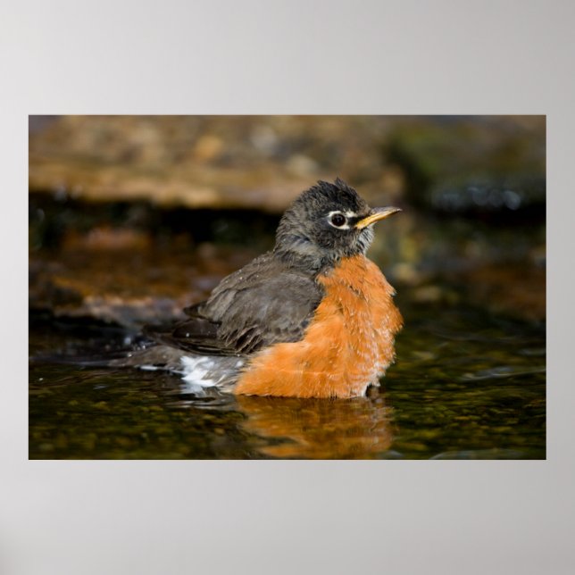 American Robin bathing 2 Poster (Front)