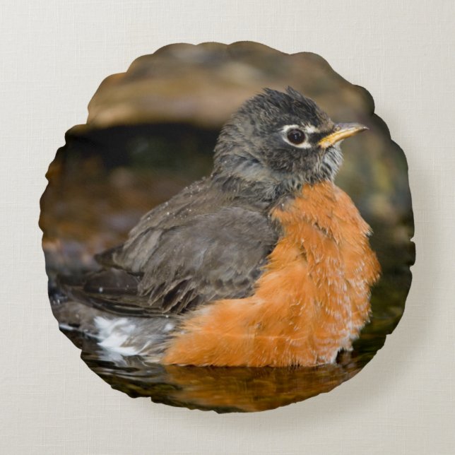 American Robin bathing 2 Round Cushion (Front)