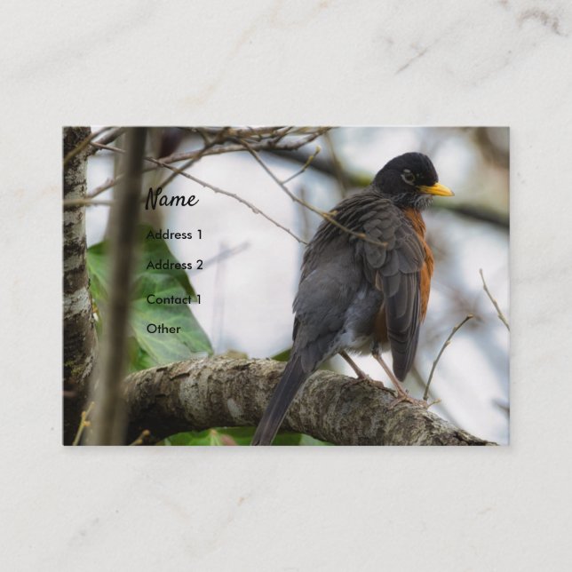 American Robin Bird Business Card (Front)