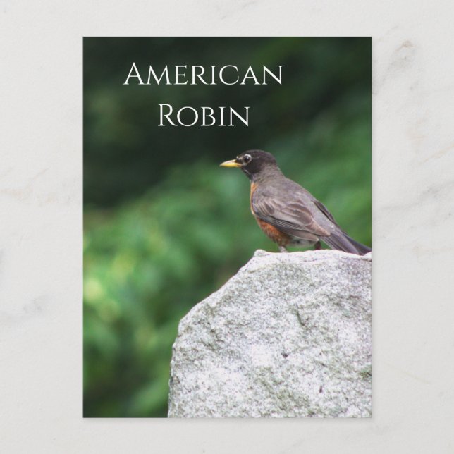 American Robin Bird Photo Postcard (Front)