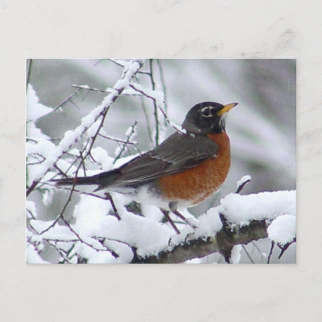 American Robin Bird Postcard (Front)