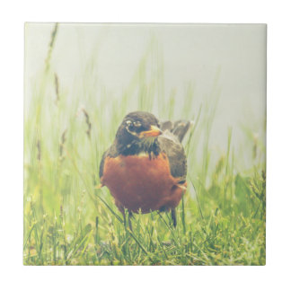 American Robin Bird Tile