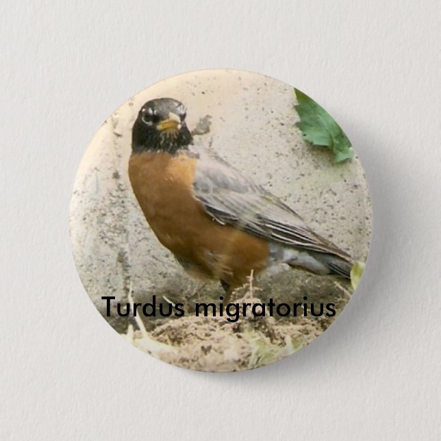 American Robin Button (Front)