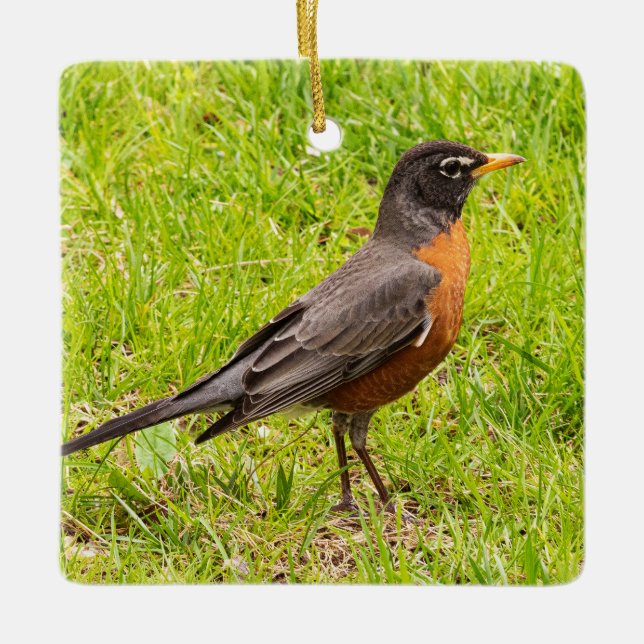 American Robin Ceramic Ornament (Front)