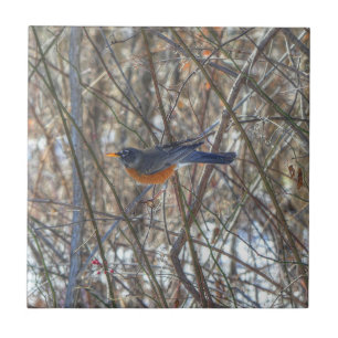 American Robin Ceramic Tile