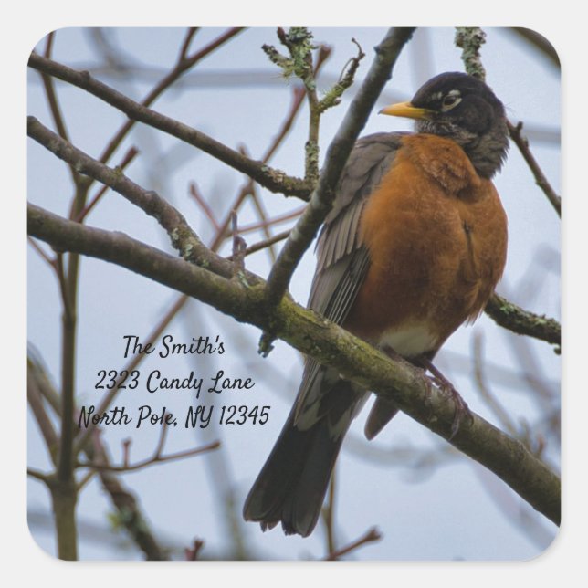 American Robin Change of Address Square Sticker (Front)