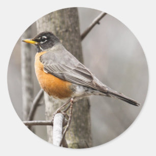 American Robin Classic Round Sticker