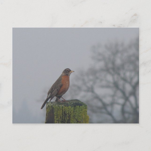 American Robin  fencepost Postcard (Front)