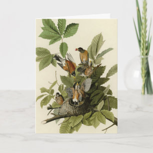 American Robin from Audubon's Birds of America Card