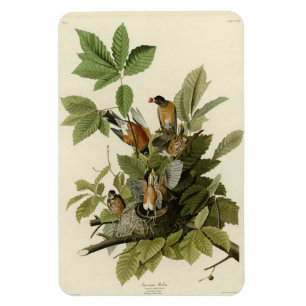 American Robin from Audubon's Birds of America Magnet