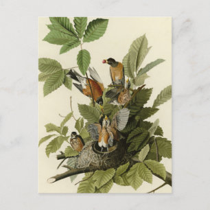 American Robin from Audubon's Birds of America Postcard