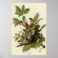 American Robin from Audubon's Birds of America