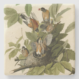 American Robin from Audubon's Birds of America Stone Coaster