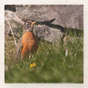 American Robin Glass Coaster