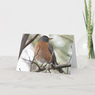 American Robin Greeting Card