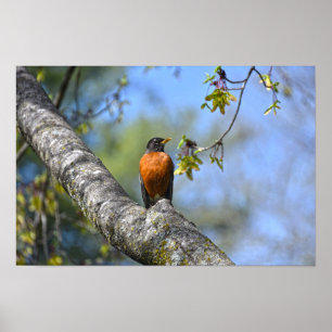 American Robin in a Maple Tree Poster