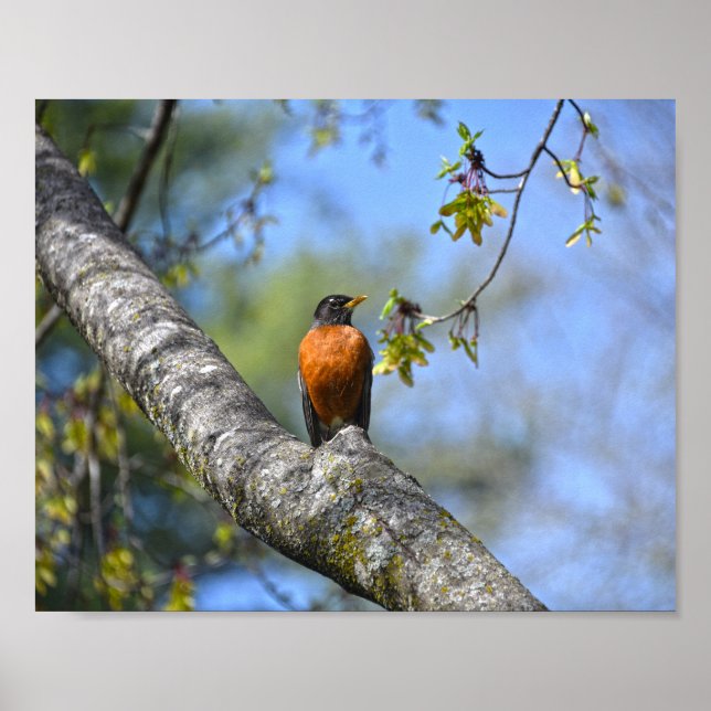 American Robin in a Maple Tree Poster (Front)