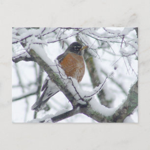 American Robin in the Snow Postcard