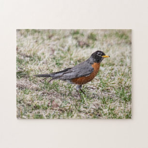 American Robin Jigsaw Puzzle