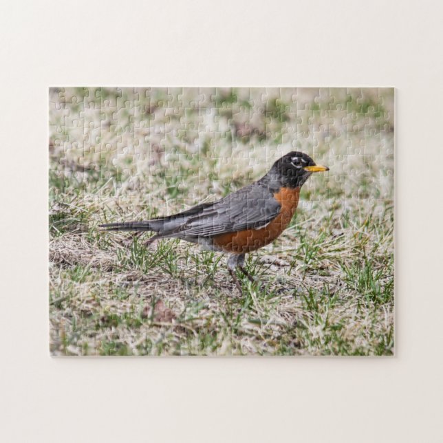 American Robin Jigsaw Puzzle (Horizontal)