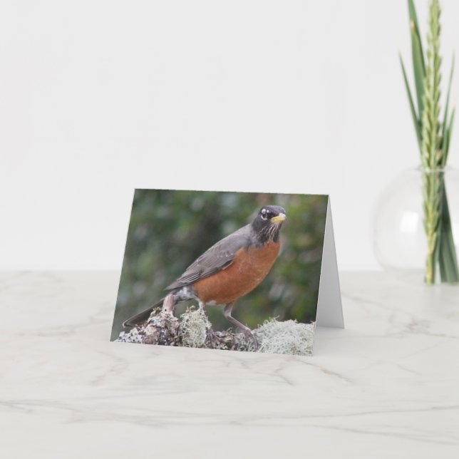 American robin. note card. card (Front)