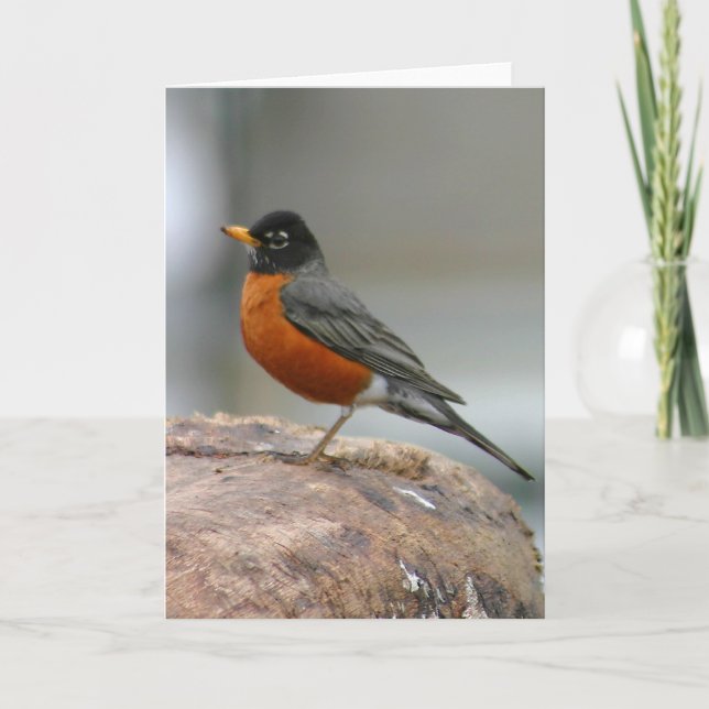 American Robin Notecard (Front)